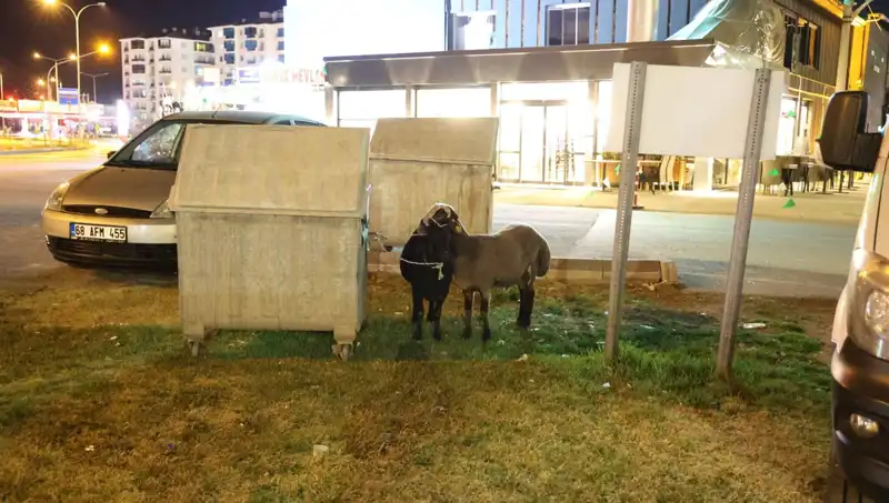 Yola Düşen "Mor Karaman" Koyunları: Kimse Umursamıyor Mu?