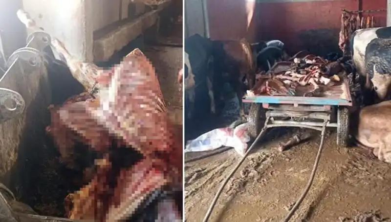 Adana’da Şok İstihbarat! 2,5 Ton At Eti ve 4 Kurtarılan At