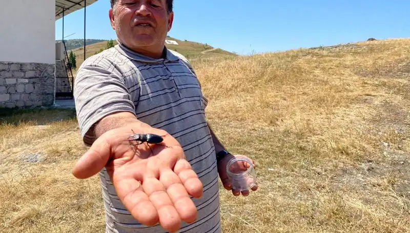 Sivas'ta Tespit Edilen Tehlikeli Böceği Öldürmenin Cezası 557 Bin TL!