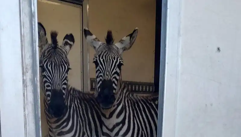 Sınırda Yakalanan Duygusal Anlar: Minibüsten Çıkan Zebra ve Maymunlar